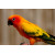 Beautiful Red Parrot