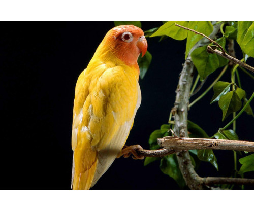 Oshi -Yellow Parrot