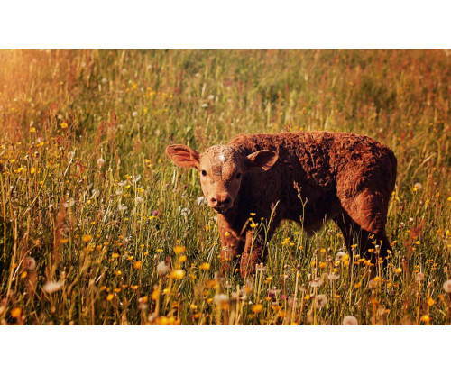 Calf In The Field