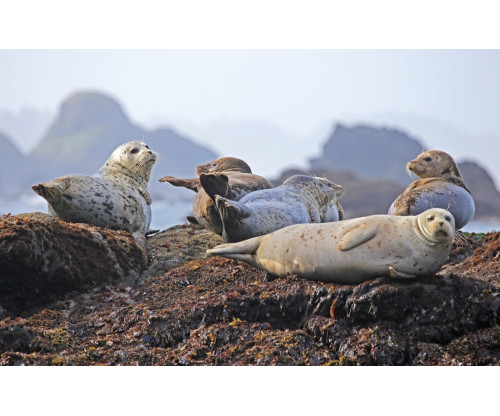 Beautiful Seals