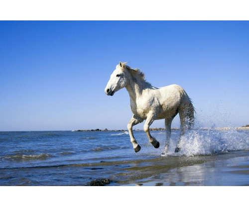 Running White Horse