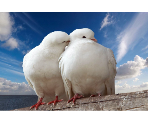 Two Beautiful White Dove