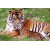 Tiger Loving Cub