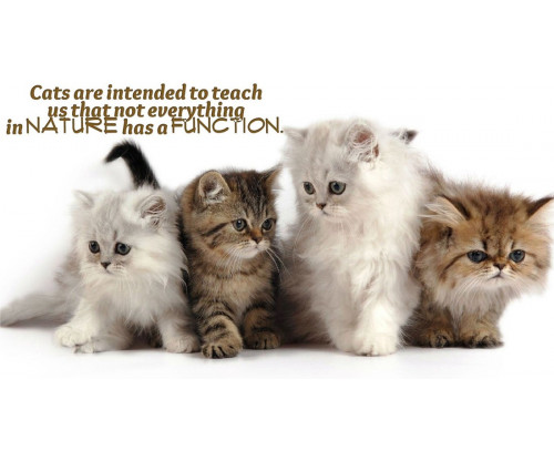 Cats Motivational Quote