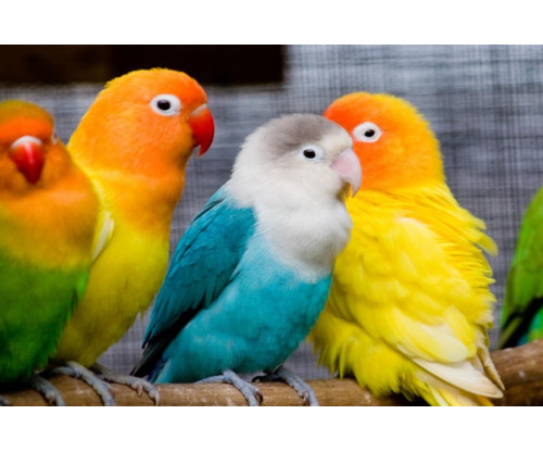 Cute Love Birds