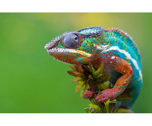 Colourful Chameleon