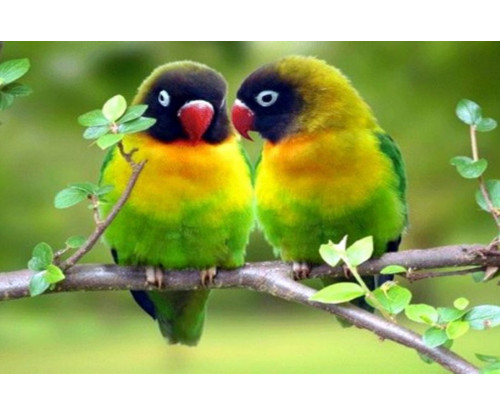 Child's Love - Cute Parrots
