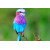 Colorfull Little Bird