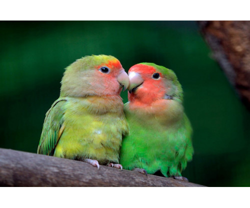 Just Cute -  Love Birds