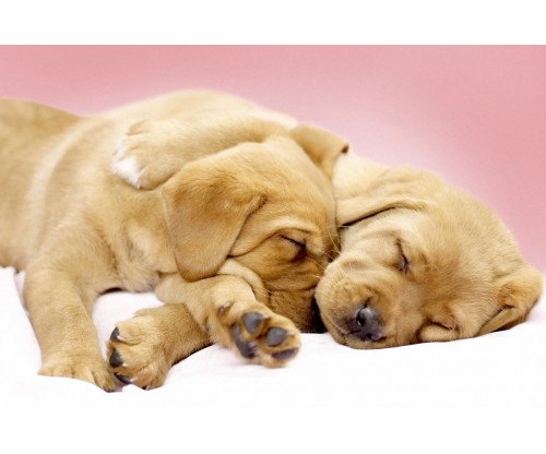 Just Cute - Sleeping Puppies