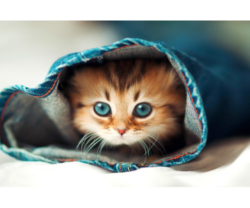 Just Cute: - Little Cat In Jeans Pant