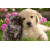 Just Cute - Cat And Dog