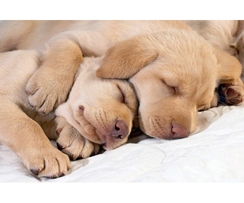 Just Cute - Sleeping Puppies 2