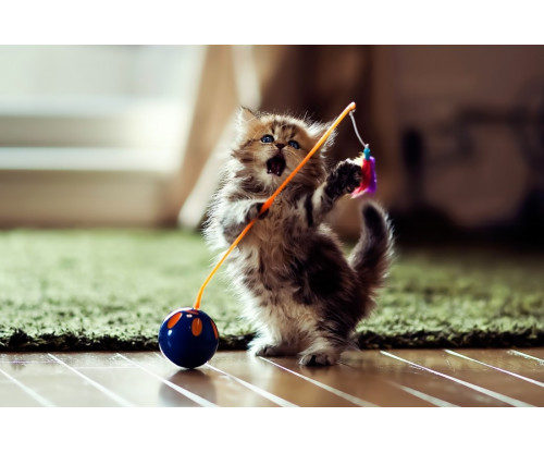Just Cute - Playing Cat
