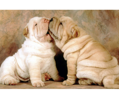 Cute Puppies Kiss