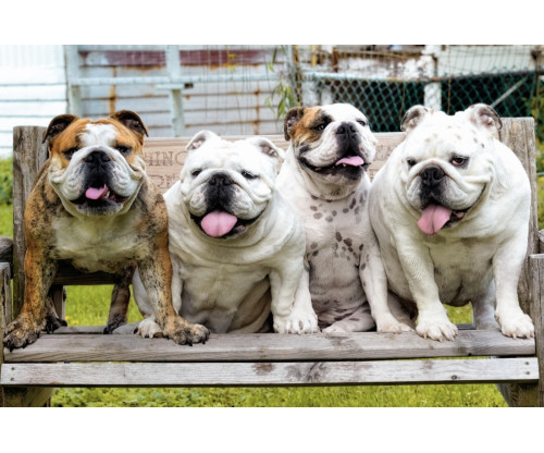Bulldogs Get-Together