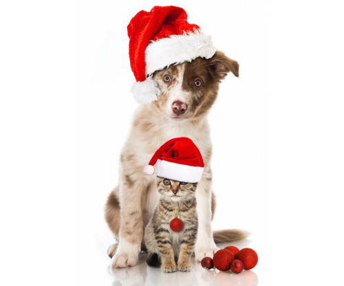 Christmas Dog And Cat