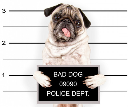Cute Pug In Police Station