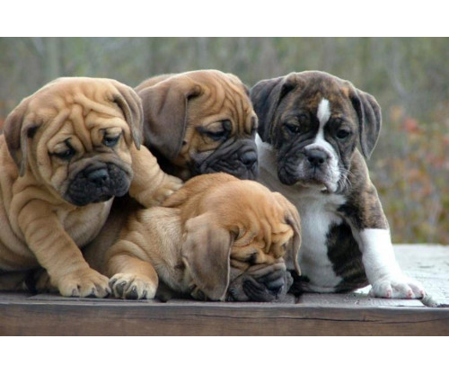 Cute Bulldog Family