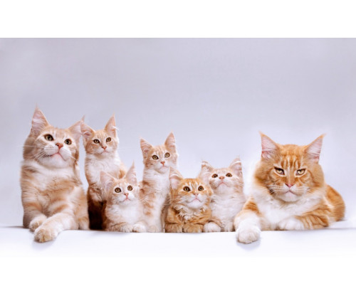 Cute Cat Family