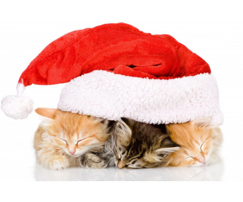 Christmas Cats 2