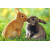 Cute Rabbits Kiss