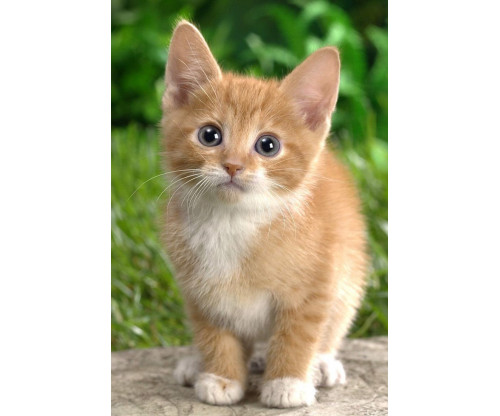 Cute Kitten 4