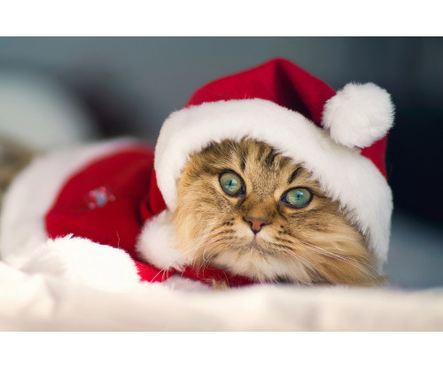 Cute Christmas Kitten