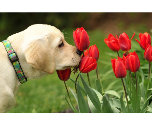 Cute Dog Playing With Flower