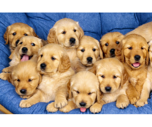 Lots Of Puppies