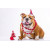 Cute Dog In Christmas Hat