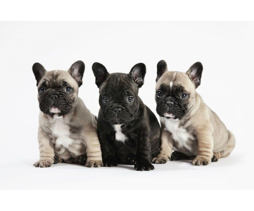 Three Bulldog Puppies