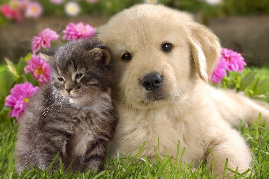 which is cuter dog or cat