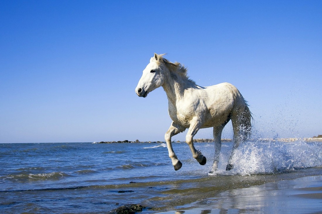 Running White Horse - Animals | OshiPrint.in