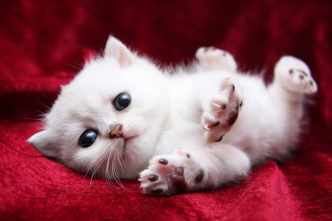 Cute White Kitten - Animals | OshiPrint.in