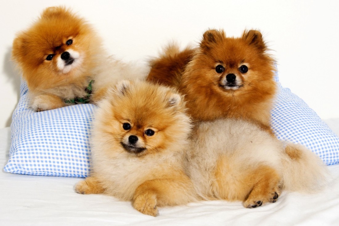 Cute Puppies 2 - Animals | OshiPrint.in