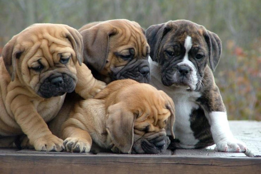 Cute Bulldog Family - Animals | OshiPrint.in