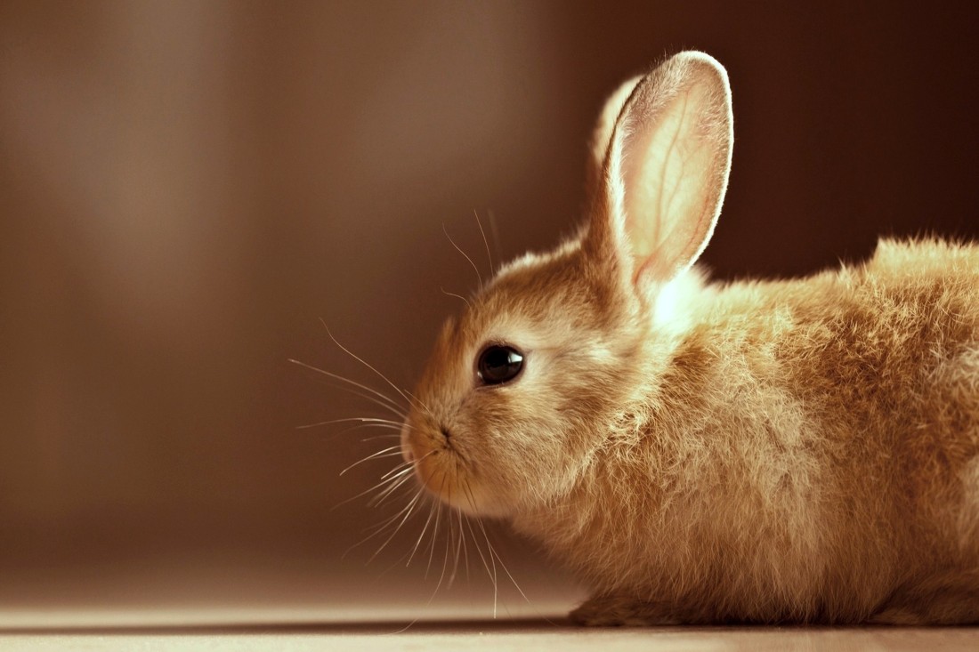 cute brown rabbits